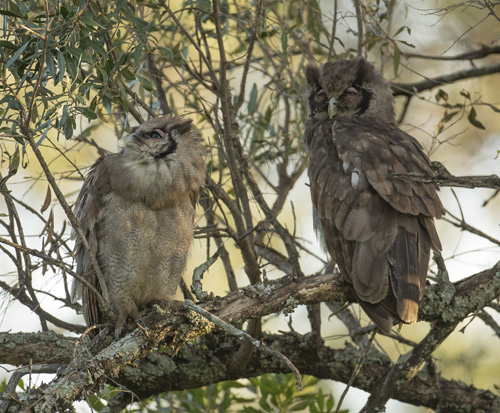 owl